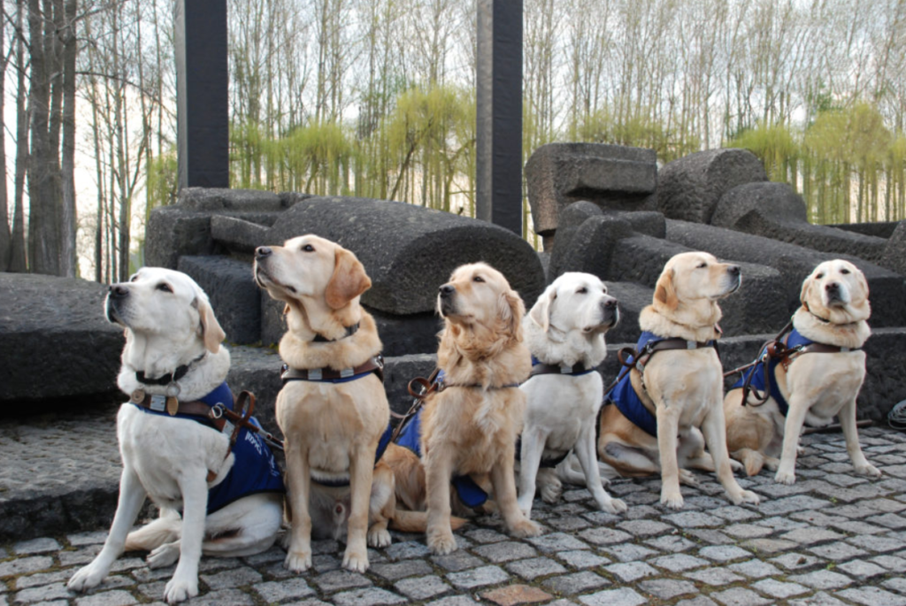 Six golden retrievers in blue service dog vests sit in a row on cobblestone, with stone sculptures and trees in the background.