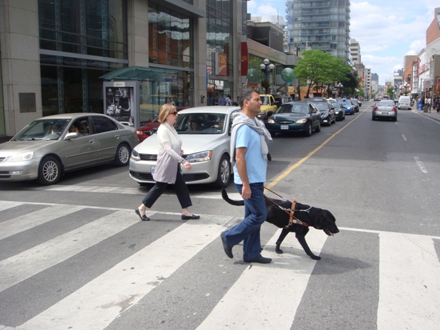 A man with a guide dog crosses a city street at a crosswalk. A woman walks behind him. Cars wait in traffic, and tall buildings line both sides of the street.