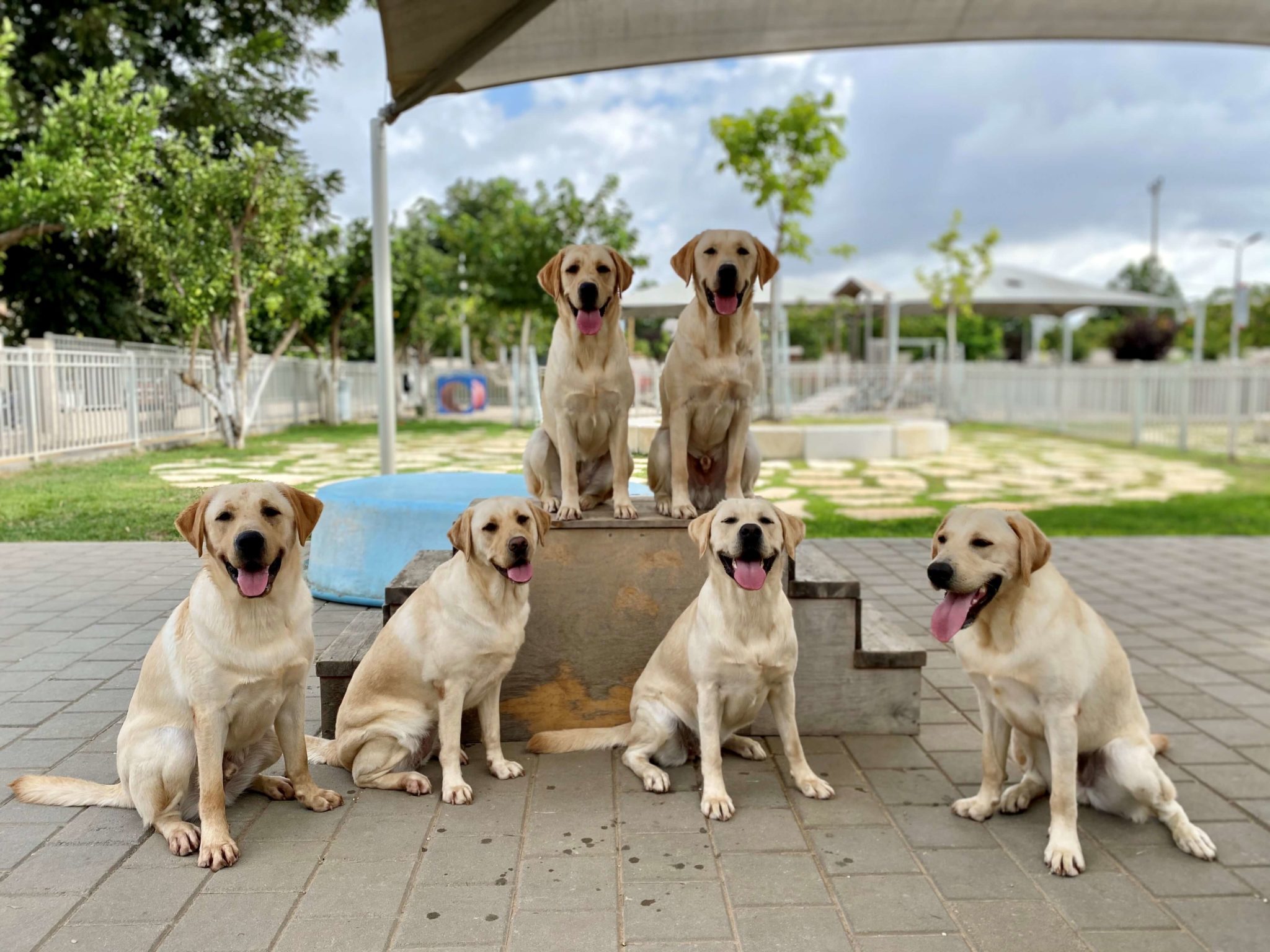 Six yellow Labradors sit and pose for a group photo outdoors under a canopy, with greenery and a fenced area in the background. Four dogs sit on the ground while two are on a raised platform. All look happy with tongues out.