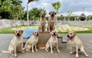 Group of 6 guide dogs in training