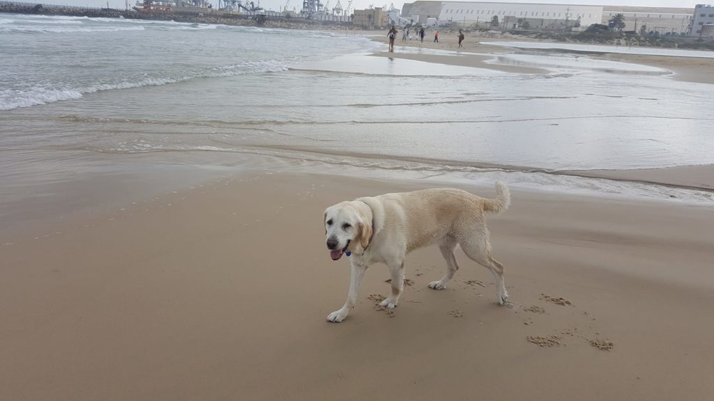 A yellow Labrador retriever walks on wet sand at a beach near the shoreline. A few people are visible in the background, along with waves and industrial buildings in the distance.