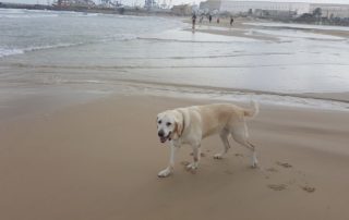 Dog walking on beach