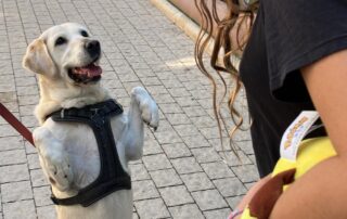 Playing with a Puppy