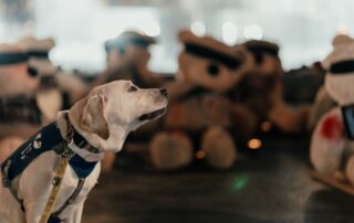 Dog at a art installation after Oct 7th