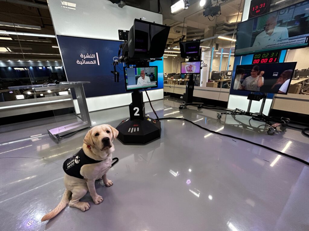 A labrador wearing a black vest sits on the floor in a modern TV news studio, surrounded by cameras, screens, and bright lights.