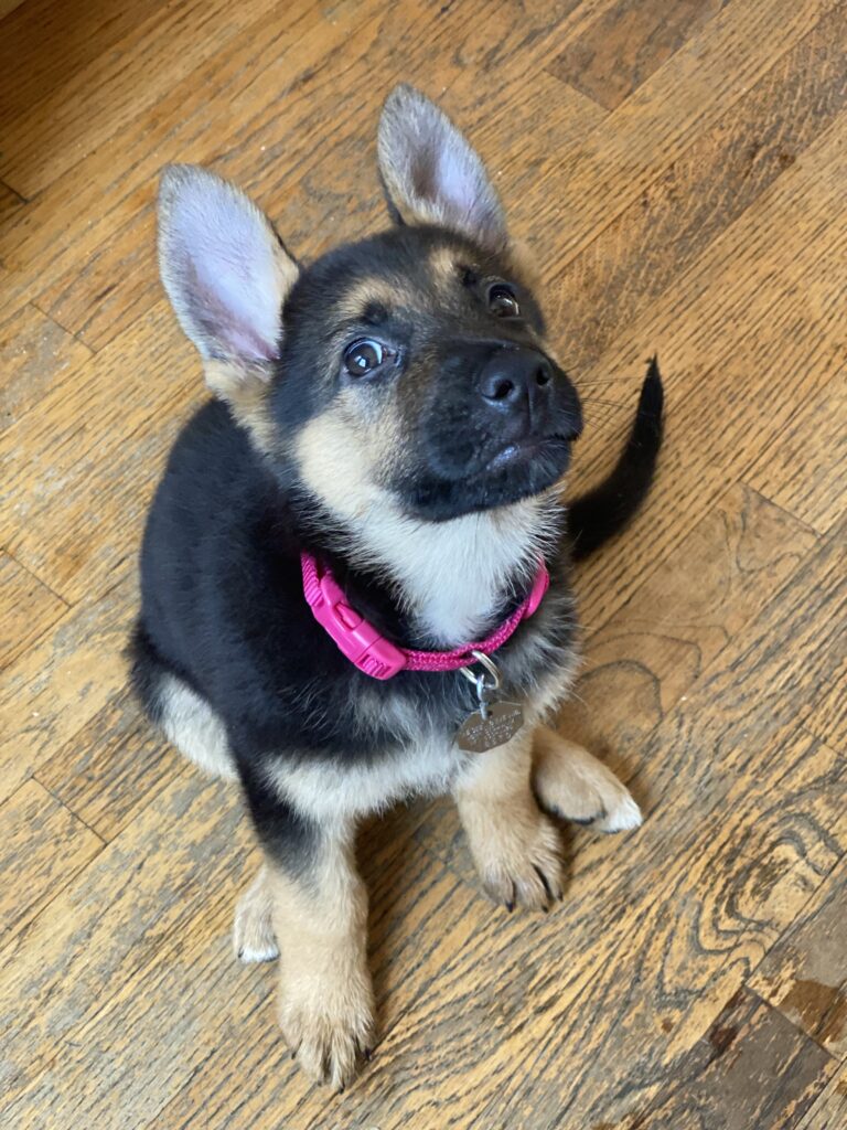 A German Shepherd puppy with a pink collar sits on a wooden floor, looking up with ears perked and a curious expression.
