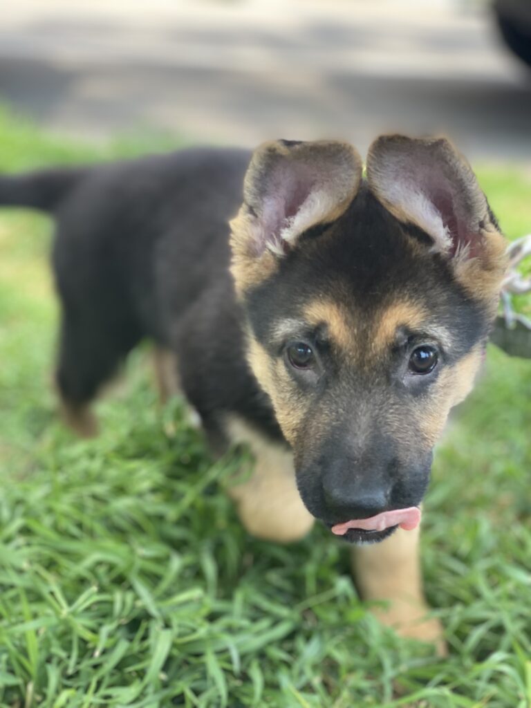 A German Shepherd puppy with floppy ears stands on green grass, looking at the camera with its tongue sticking out.