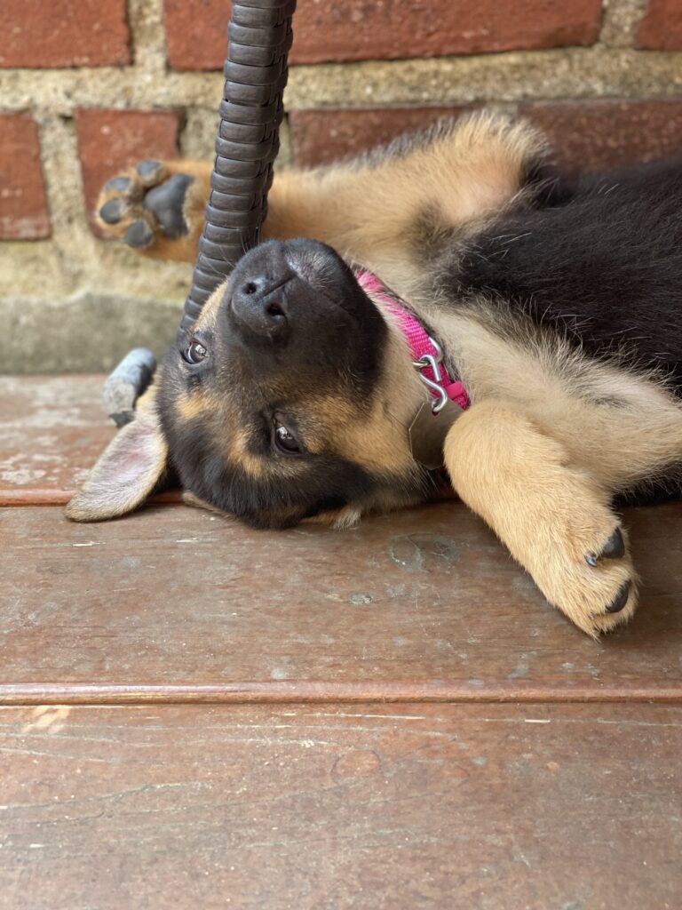 A German Shepherd puppy wearing a pink collar lies on its back on a wooden floor, playfully holding a metal rod with its paws, with a brick wall in the background.