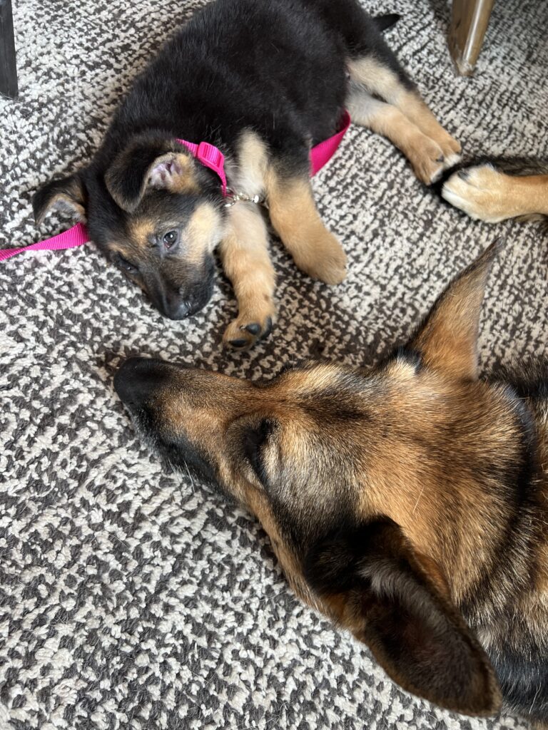 A German Shepherd puppy with a pink collar lies on a carpet facing an adult German Shepherd. Both dogs are resting and looking at each other.