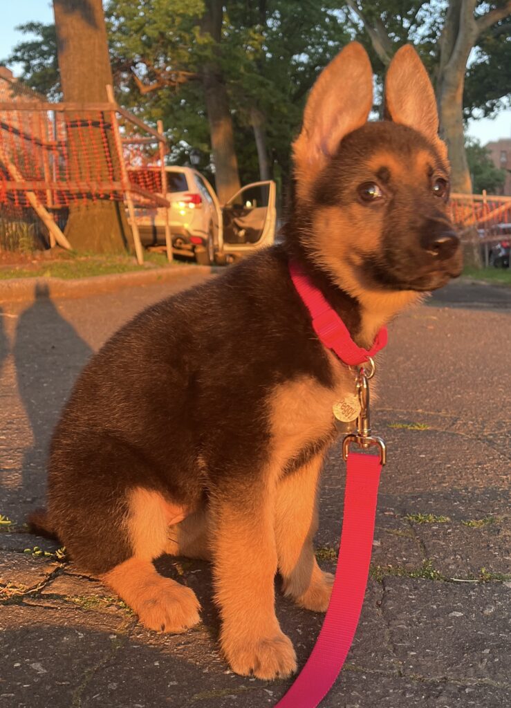 A German Shepherd puppy with a pink collar and leash sits on a sunlit sidewalk, looking off to the side. Trees and parked cars are in the background.