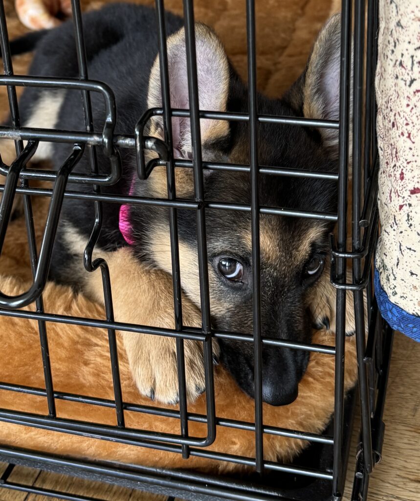 A German Shepherd puppy with a pink collar lies on a soft brown bed inside a black metal crate, peeking out with sad eyes.