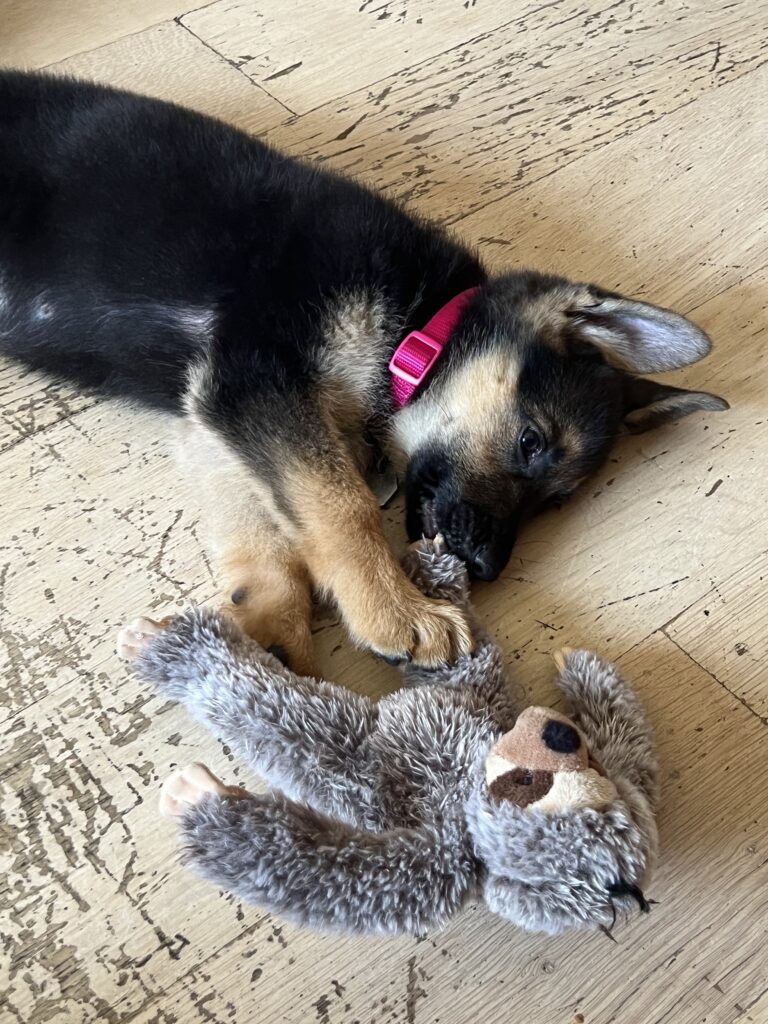 A German Shepherd puppy with a pink collar lies on a wooden floor, gently biting the paw of a gray stuffed sloth toy.