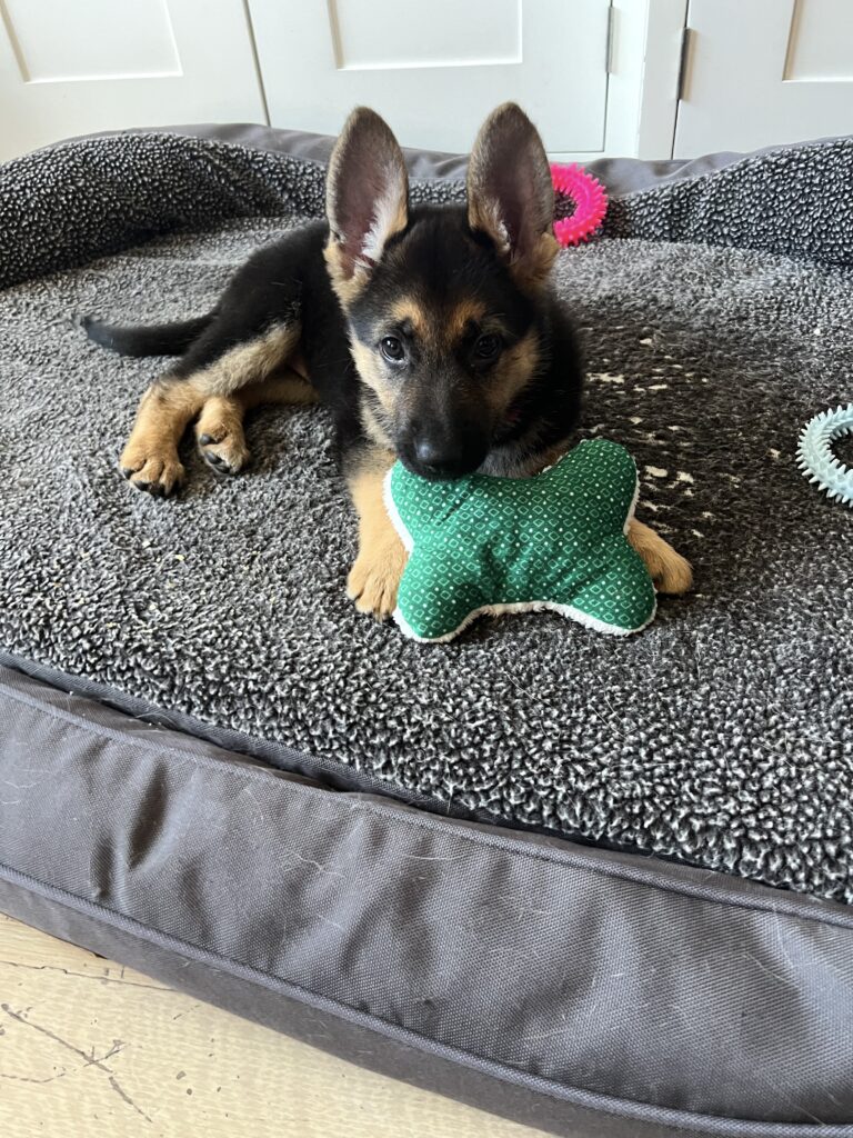 A German Shepherd puppy lies on a gray dog bed, holding a green bone-shaped toy in its mouth. Other colorful toys are scattered around the bed.