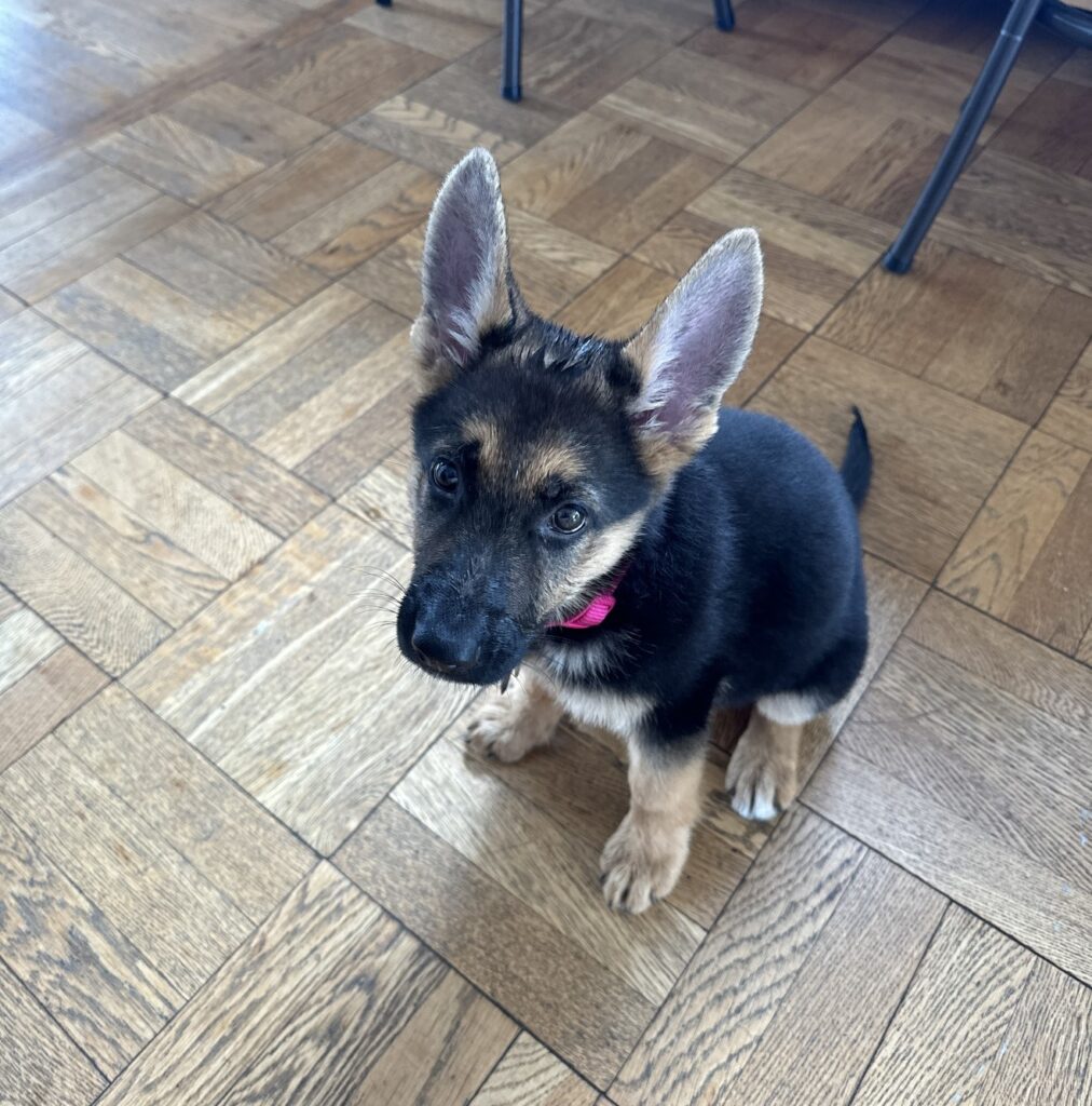 A German Shepherd puppy with a pink collar sits on a wooden parquet floor, looking up with big ears and curious eyes.