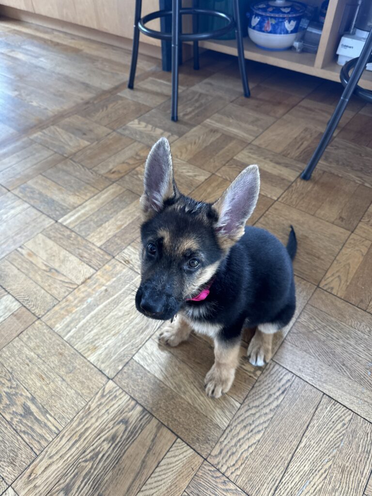 A German Shepherd puppy with large ears and a pink collar sits on a wooden floor, looking up toward the camera.