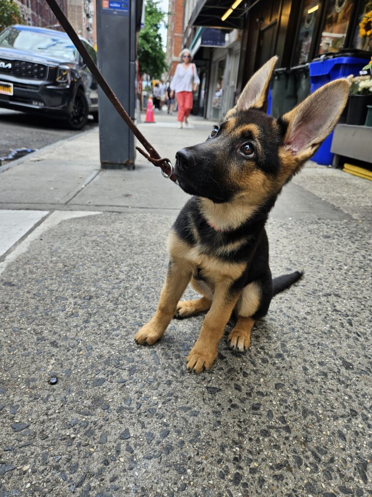 A German Shepherd puppy sits on a city sidewalk, looking up attentively while on a leash. People and cars are visible in the background.