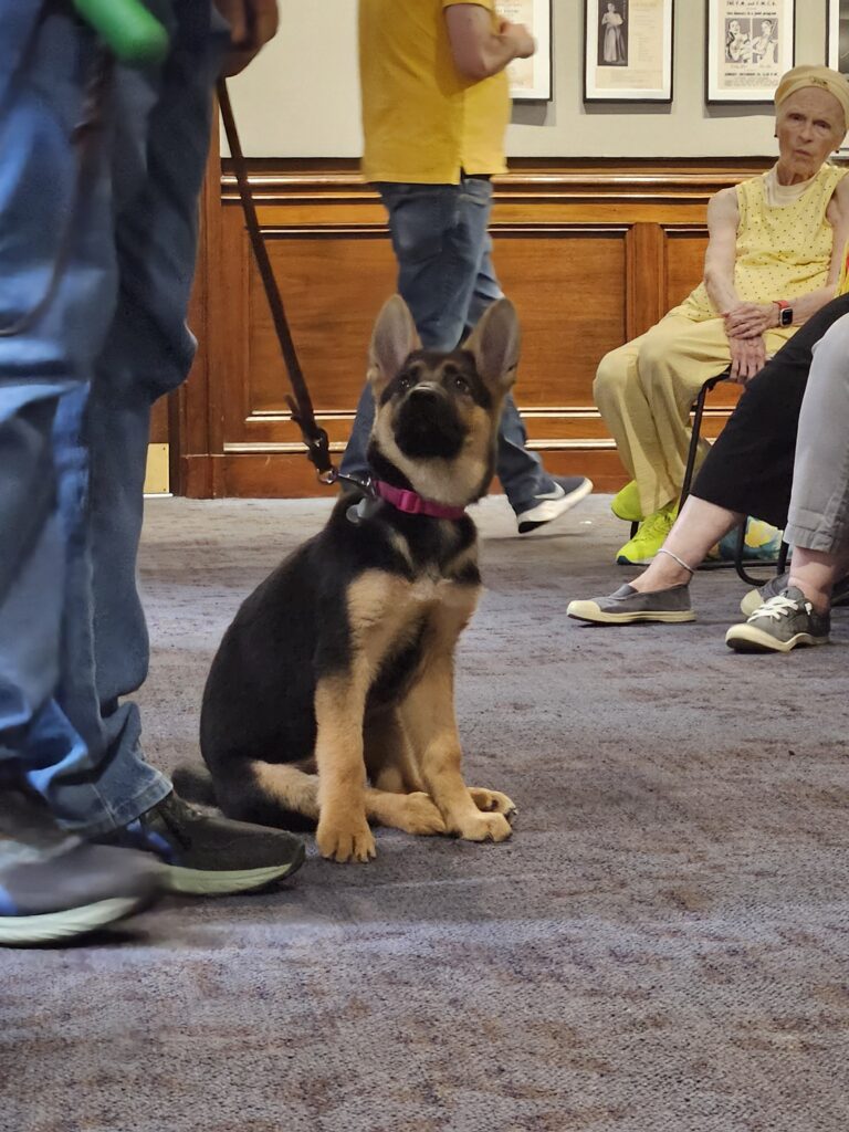 A German Shepherd puppy wearing a pink collar sits on a carpeted floor, looking up. People are standing and sitting nearby, some in yellow shirts, in what appears to be a waiting area or lobby.