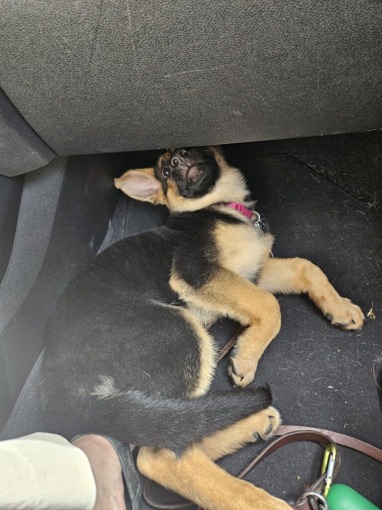 A German Shepherd puppy lies on the car floor looking up, wearing a pink collar. Its ears are perked and it is resting near someones foot and a green ball.