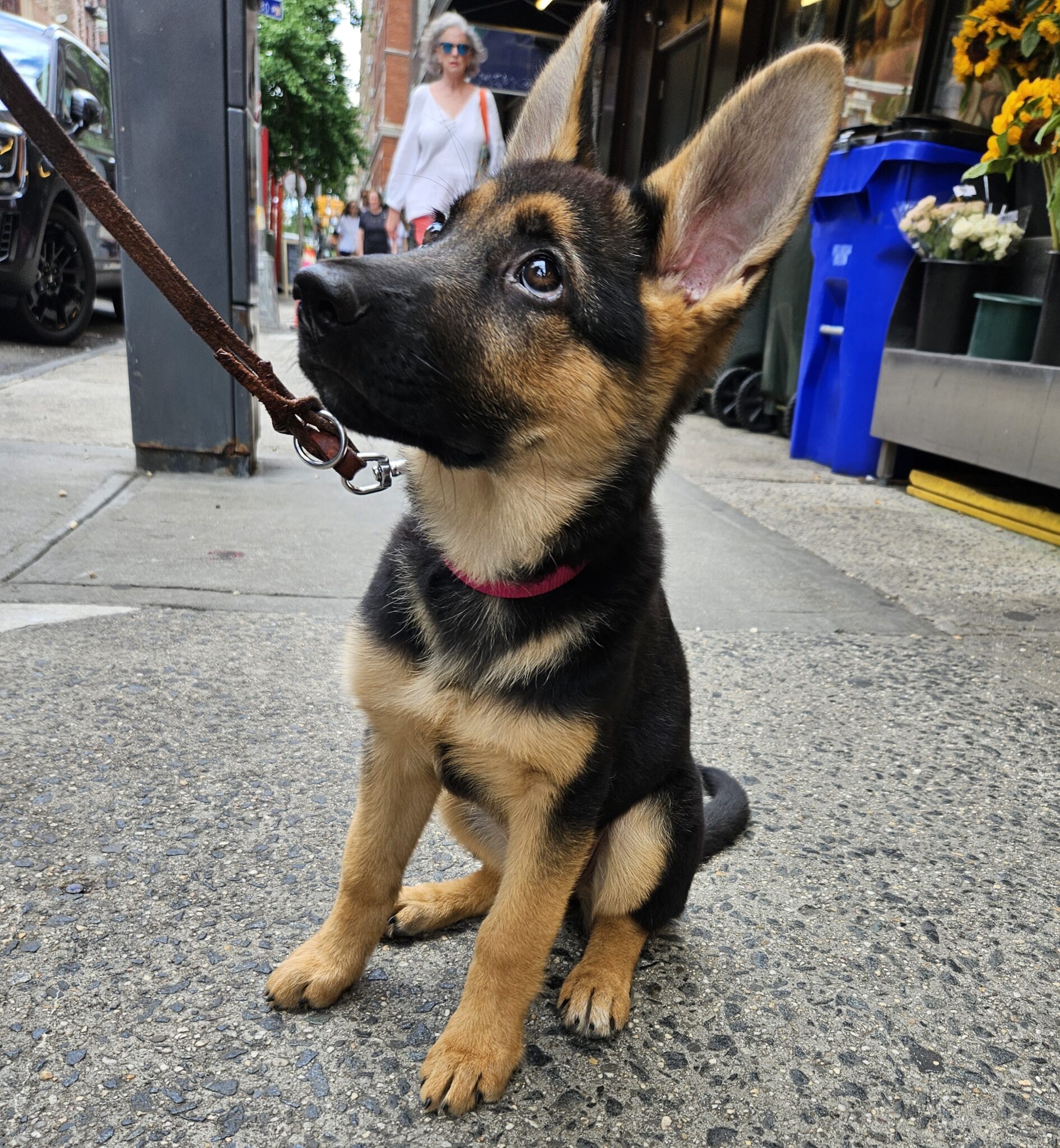 A German Shepherd puppy with a pink collar sits on a city sidewalk, looking up. A person holds its leash, and there are flowers, recycling bins, and a walking person in the background.