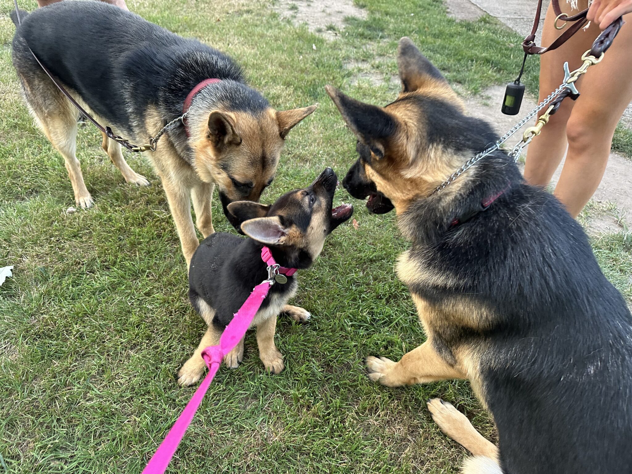 Three German Shepherds, two adults and one playful puppy on leashes, interact on a grassy area while a person holding a leash stands nearby.