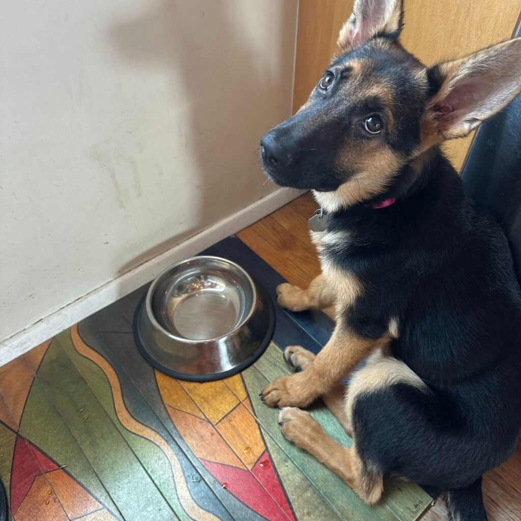 A young German Shepherd sits on a colorful mat next to a metal water bowl, looking up with big ears and expressive eyes in a cozy indoor setting.