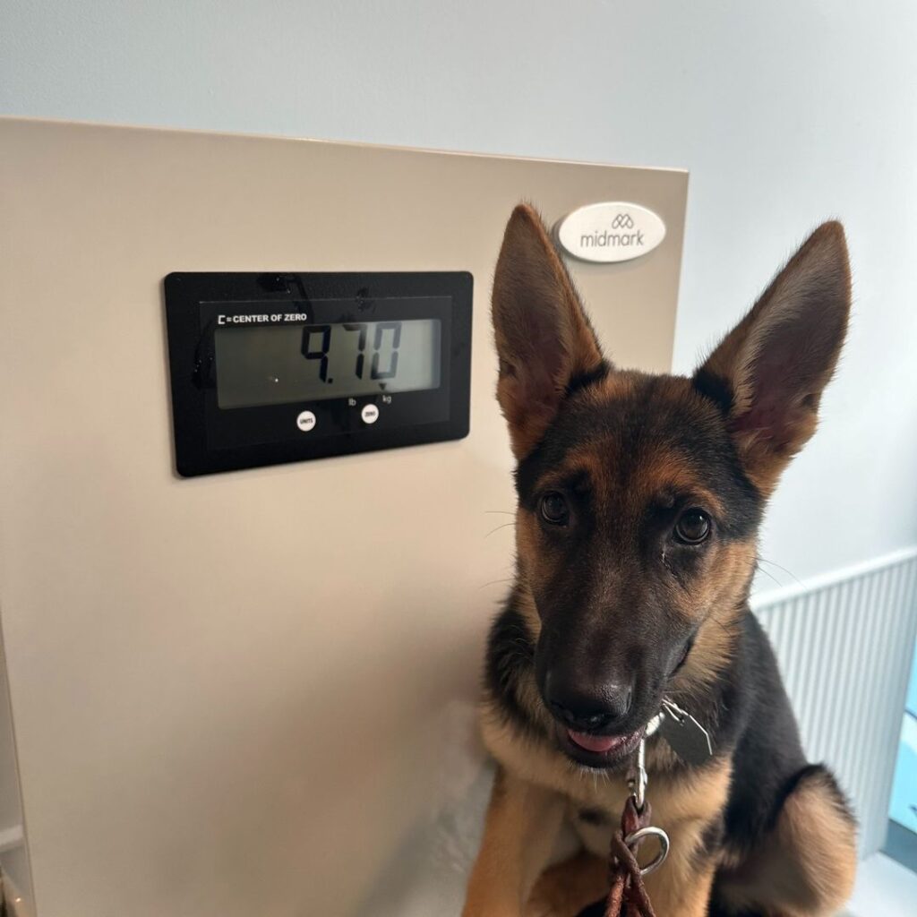 A German Shepherd puppy sits on a veterinary scale showing a weight of 9.14 kg. The puppy looks up at the camera with alert ears.