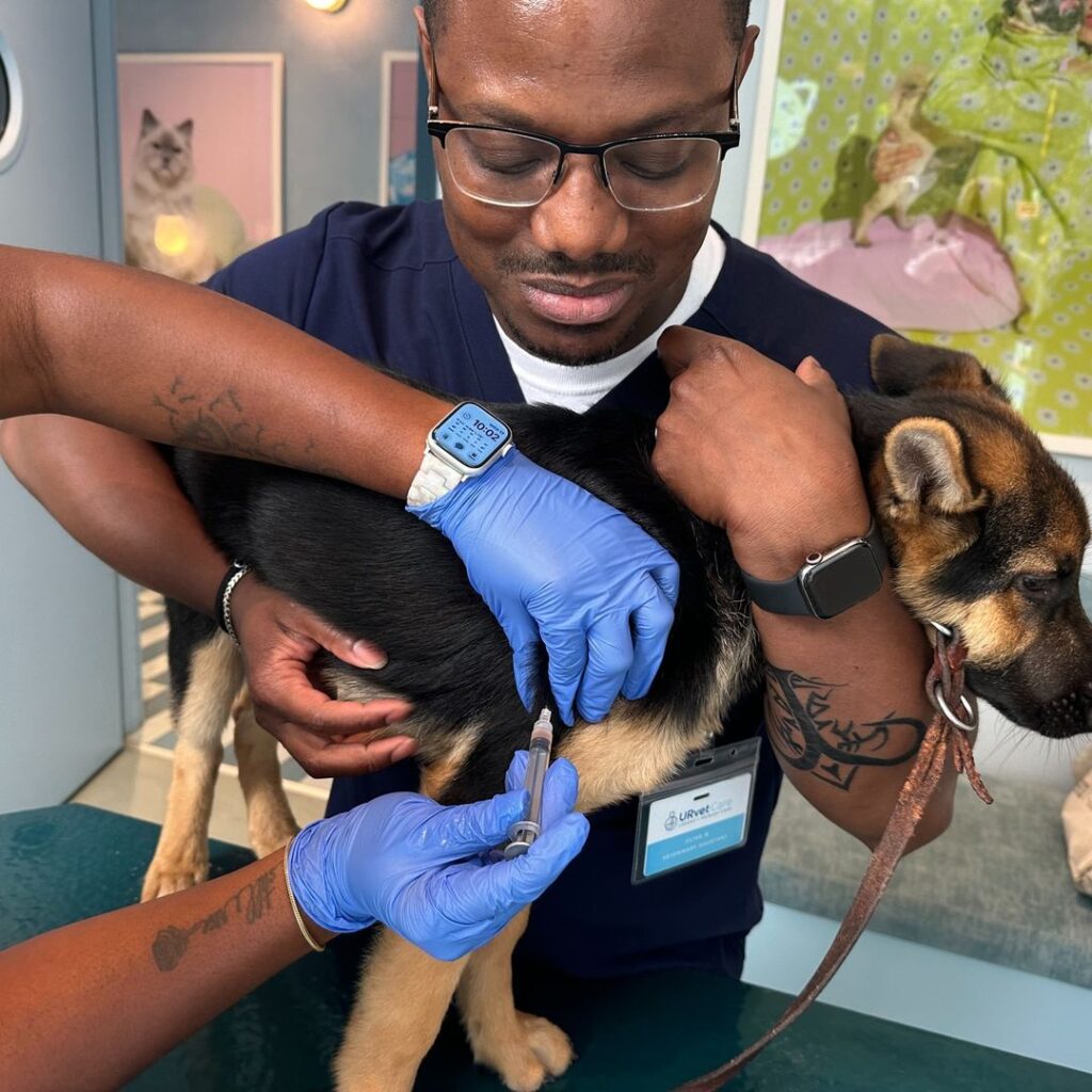 A veterinarian holds a small dog while another person injects the dog with a syringe. Both people wear blue gloves, and pet-themed art hangs on the clinic walls.