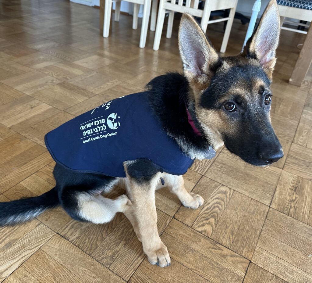 A young German Shepherd wearing a navy blue vest with white Hebrew writing sits on a wooden floor, looking up with alert ears.