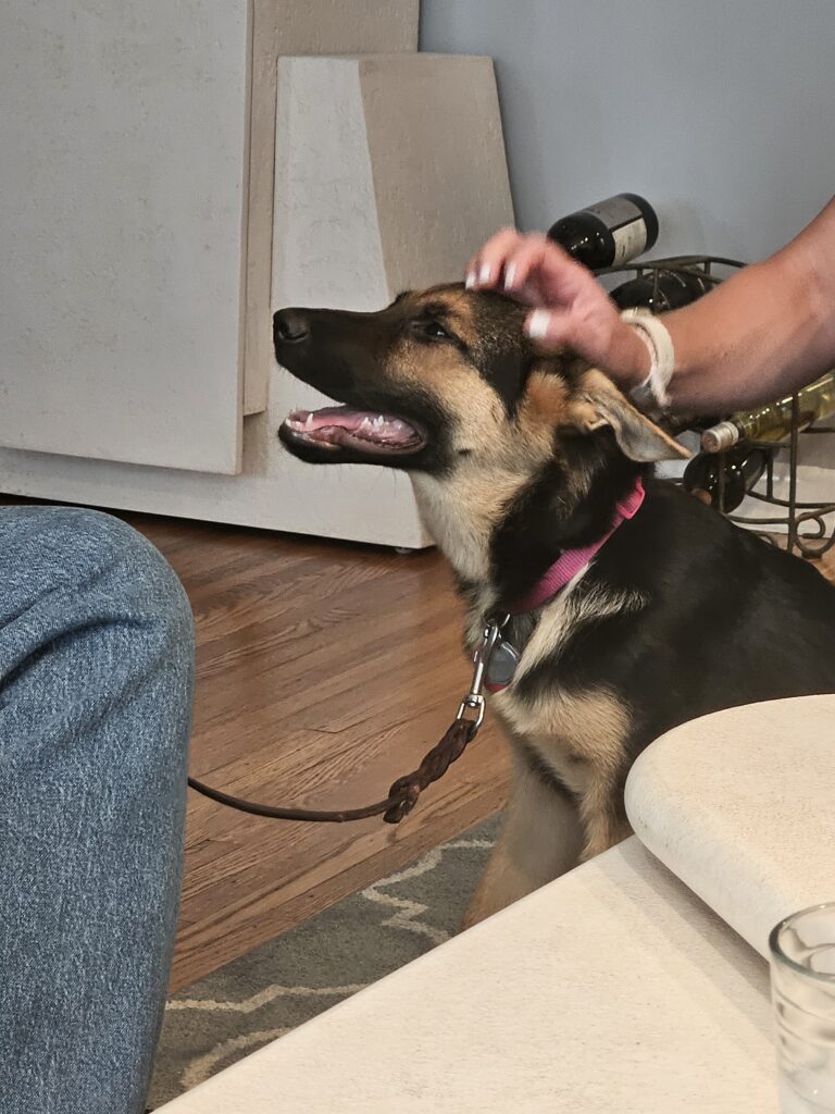 A happy German Shepherd puppy with a pink collar is sitting indoors, being petted on the head by a person. The puppy is on a leash and looks content, with its mouth open and tongue slightly out.