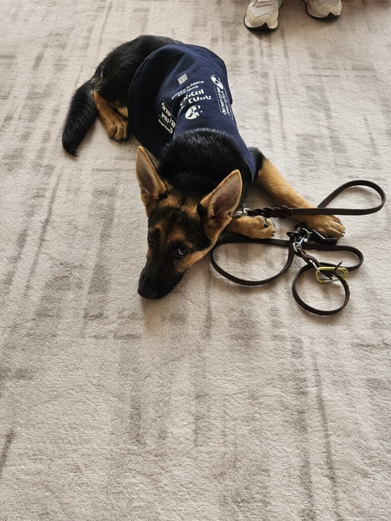 A German Shepherd wearing a navy blue service dog vest lies on a light-colored carpet, resting its head on the floor next to its leash. Only a persons shoes are visible in the background.