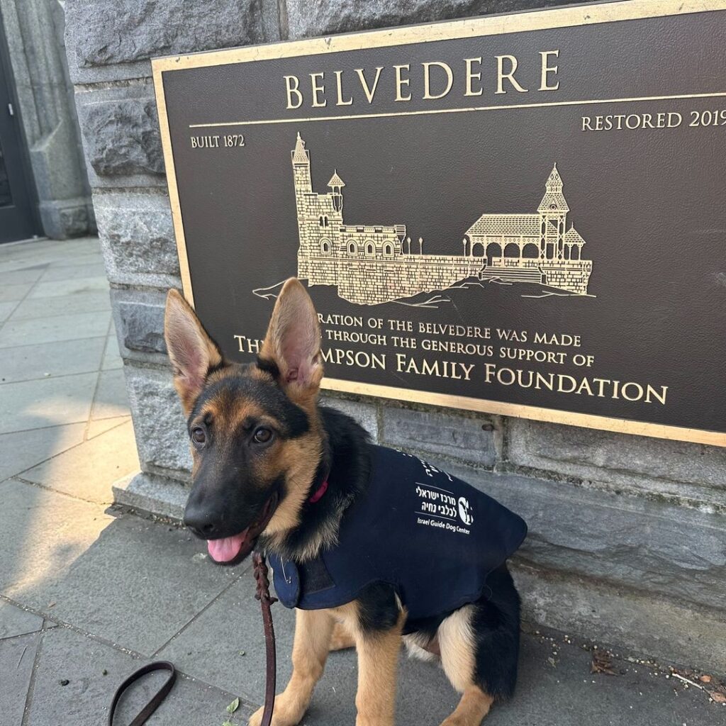 A German Shepherd puppy wearing a vest sits on a sidewalk in front of a plaque for the Belvedere, restored in 2019 with support from the Thompson Family Foundation.
