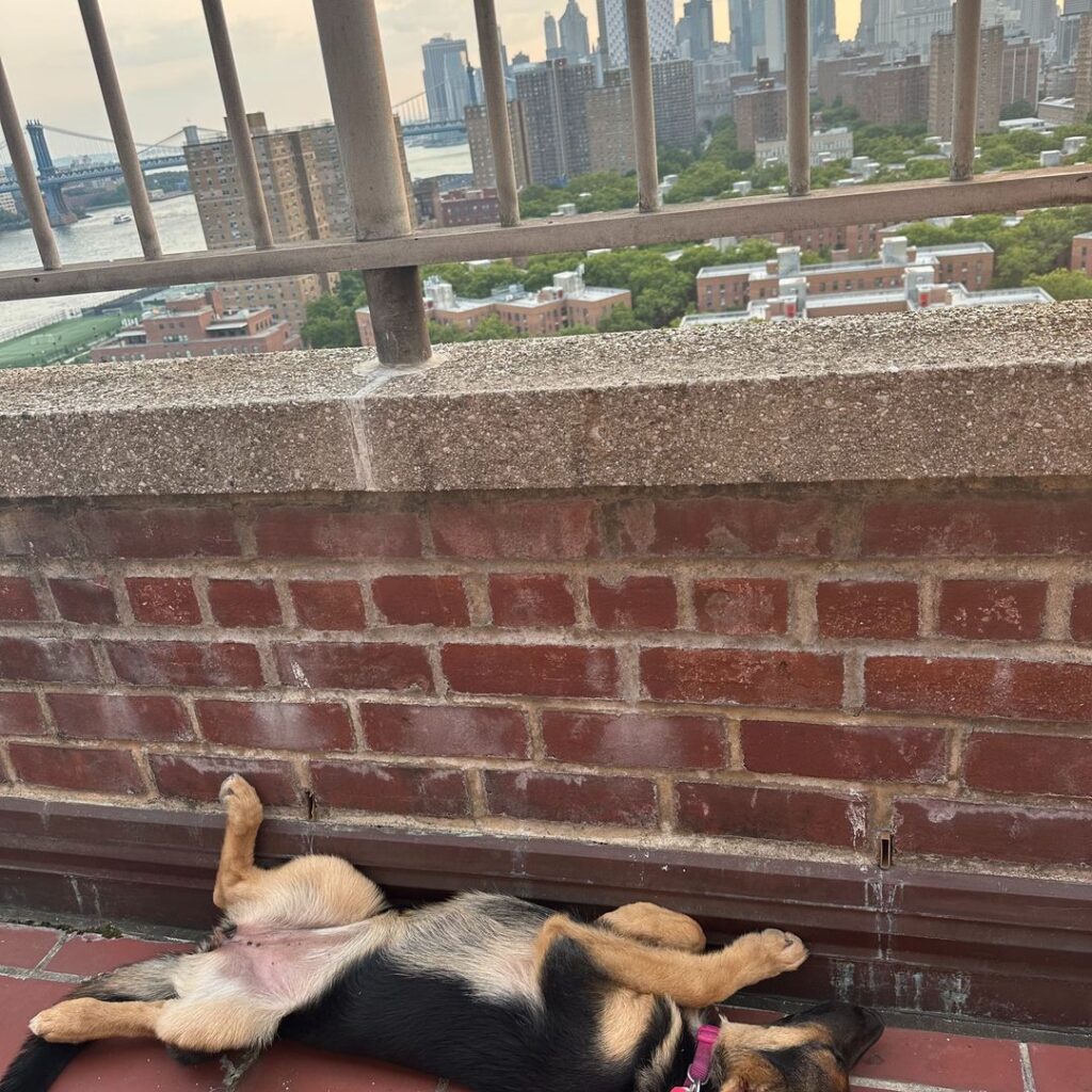 A dog lies on its back on a rooftop terrace with a brick wall. The city skyline and bridges are visible in the background under a cloudy sky.