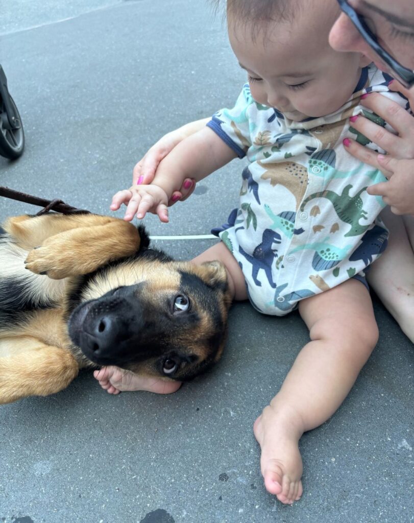 A baby in a dinosaur onesie sits on the ground, gently touching the paw of a German Shepherd lying on its side, while an adult looks on.