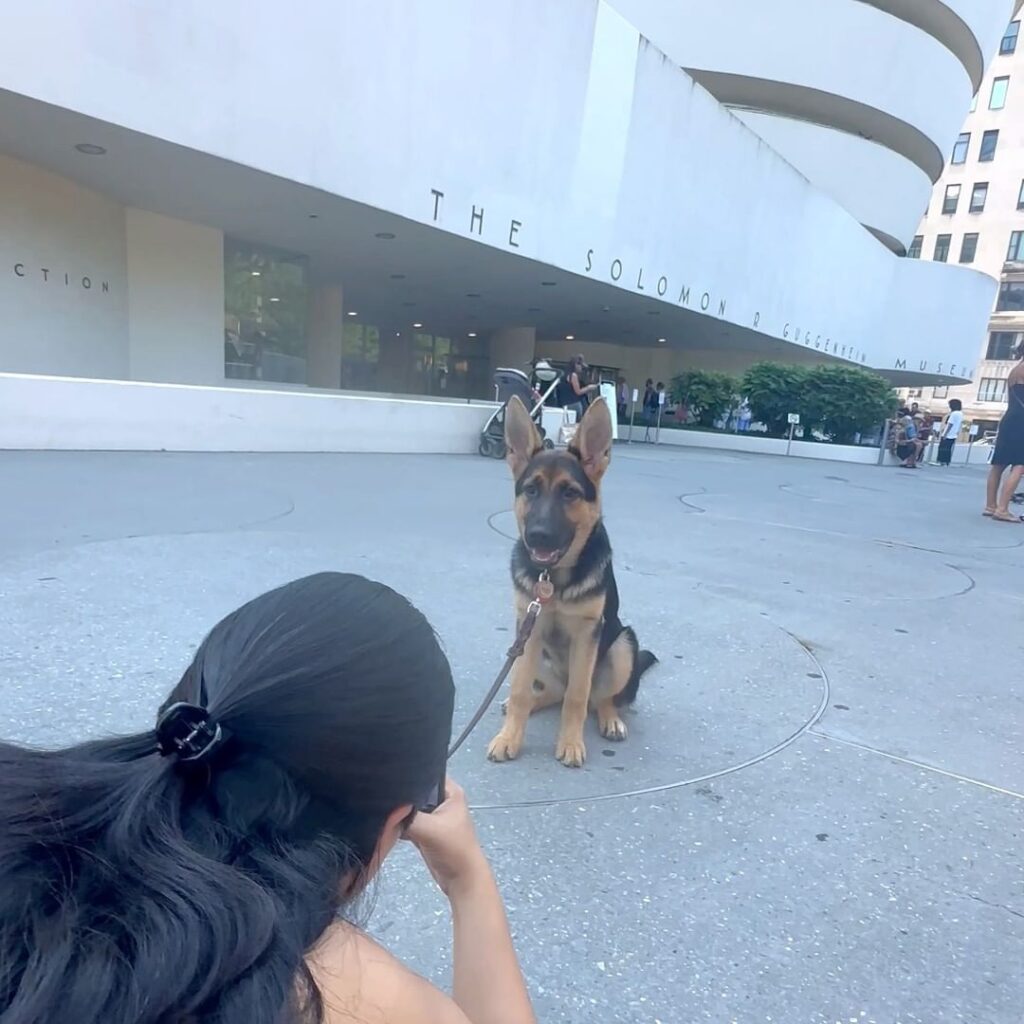 A person crouches to photograph a German Shepherd puppy sitting on a leash outside the Solomon R. Guggenheim Museum in New York City.