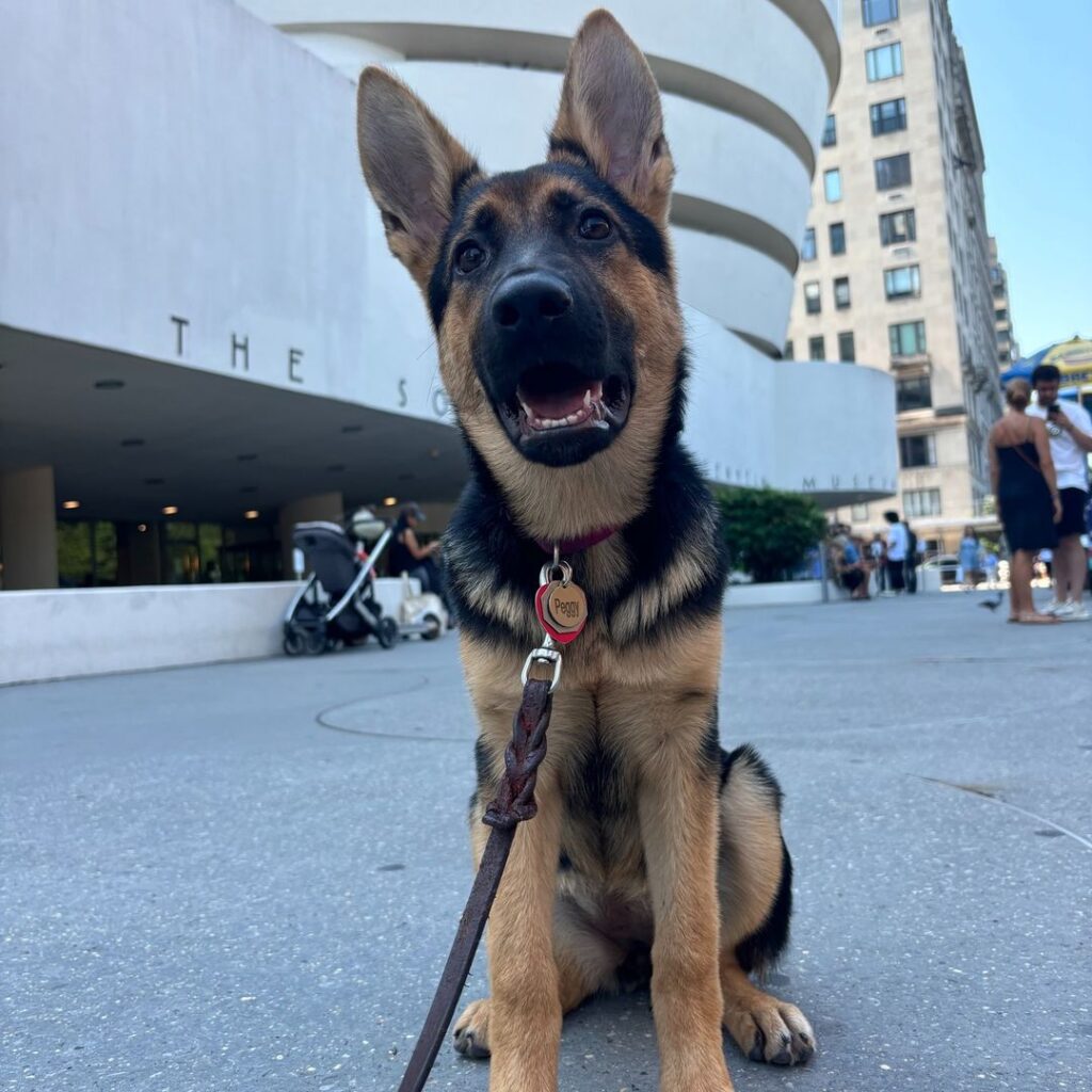 A German Shepherd puppy on a leash sits on a city sidewalk in front of the Guggenheim Museum, with people and a stroller in the background.