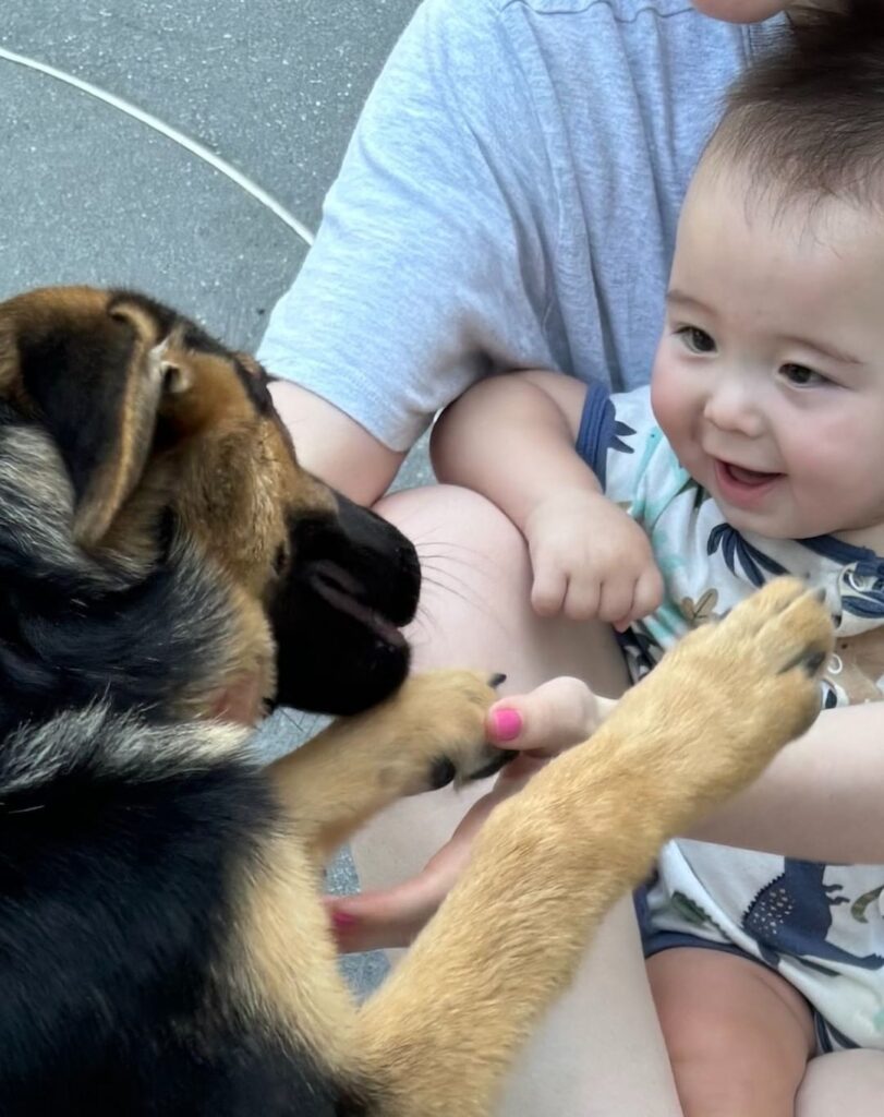A smiling baby sits on an adults lap, reaching out to touch a playful dogs paws. The scene is outdoors on concrete, and both the baby and dog look happy and engaged.