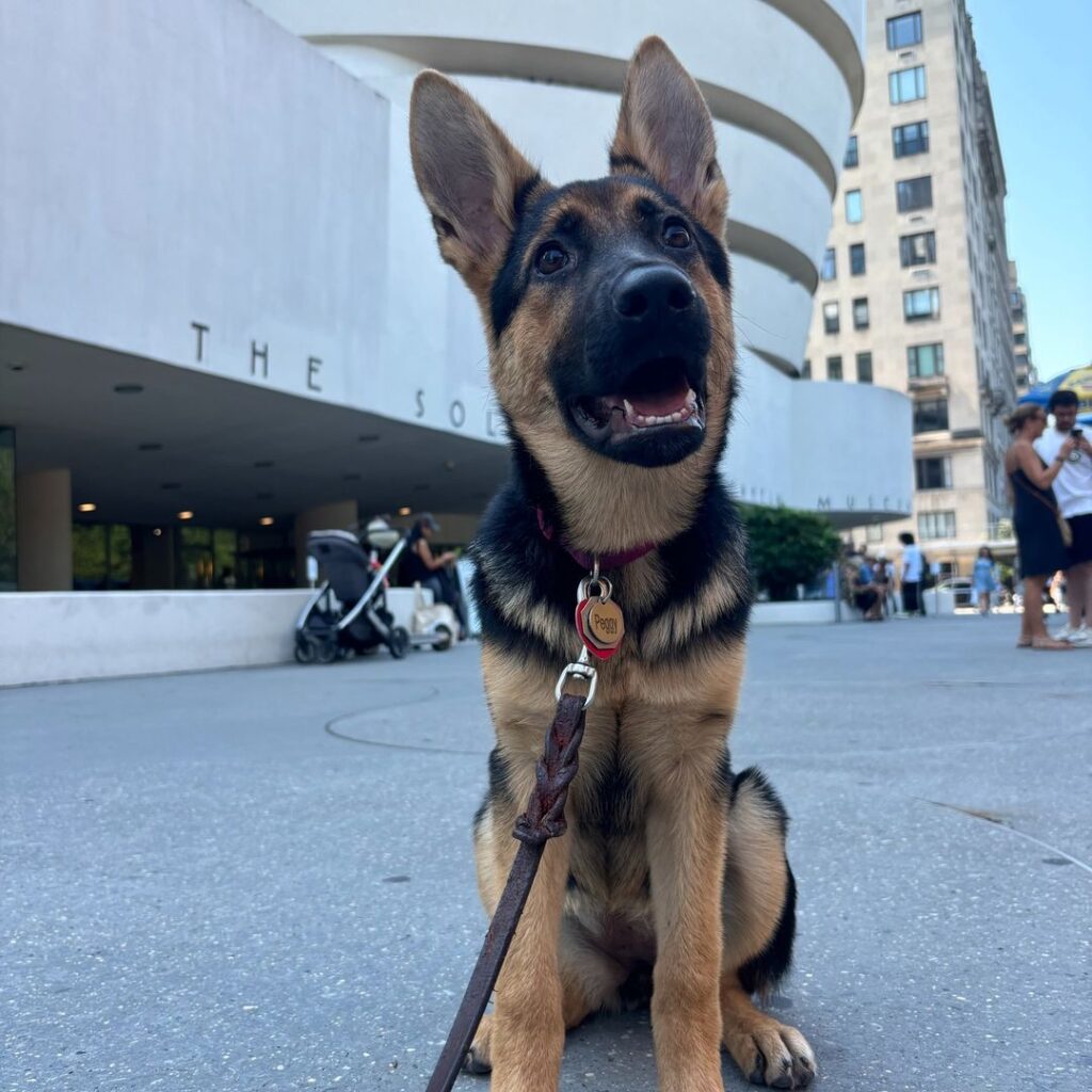 A German Shepherd puppy sits on a sidewalk in front of the Guggenheim Museum, looking up with ears perked. People and buildings are visible in the background.