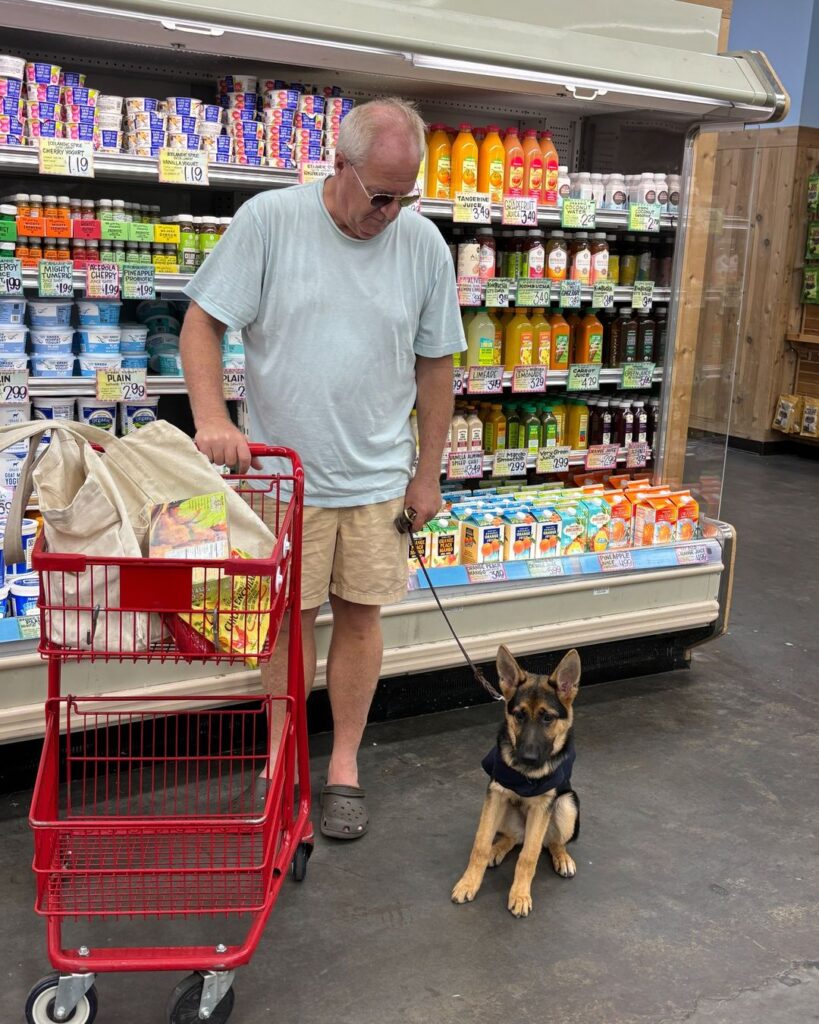 A man in a light shirt and shorts stands in a grocery store holding a red cart and a German Shepherd puppy on a leash near a refrigerated section with juice and dairy products.