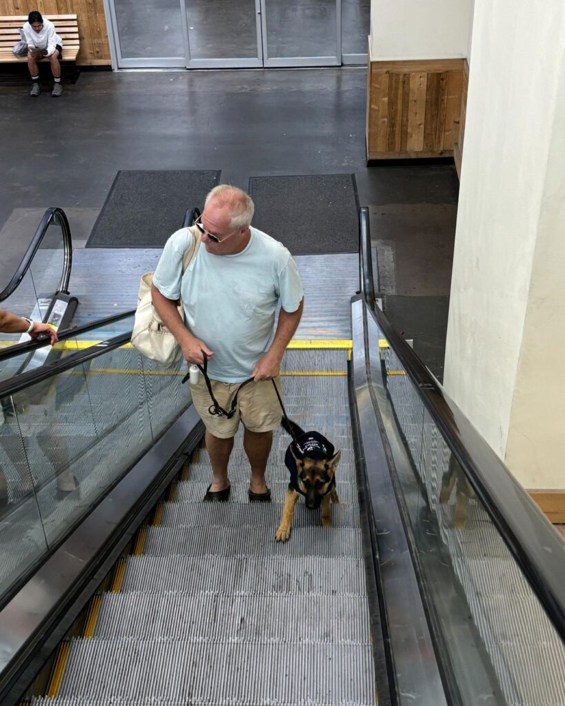 A man in a light blue shirt and shorts rides an escalator with a service dog. He holds the dogs harness and leash. Another person is seated in the background.