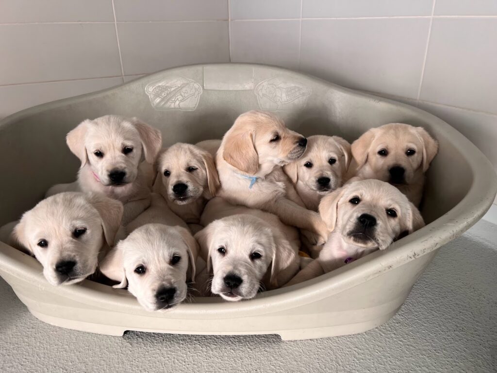 Nine light-colored Labrador Retriever puppies cuddle together in a light plastic dog bed, looking up with curious and gentle expressions. The background is tiled, suggesting an indoor setting.