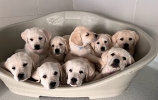Puppies in basket