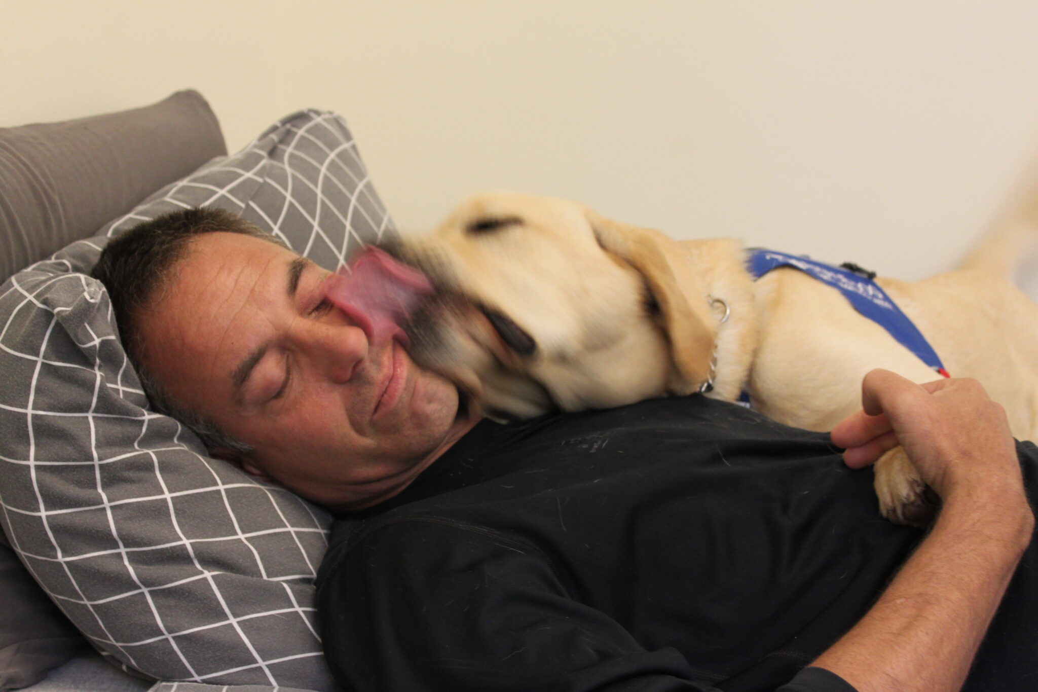 A man lies on a bed smiling with his eyes closed as a yellow dog enthusiastically licks his face. The dog wears a blue vest, and both appear relaxed and happy.