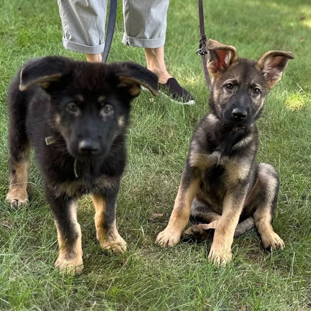 Two German Shepherd puppies, one standing and one sitting on grass, both on leashes. A person in light pants and black shoes stands behind them, partially visible.