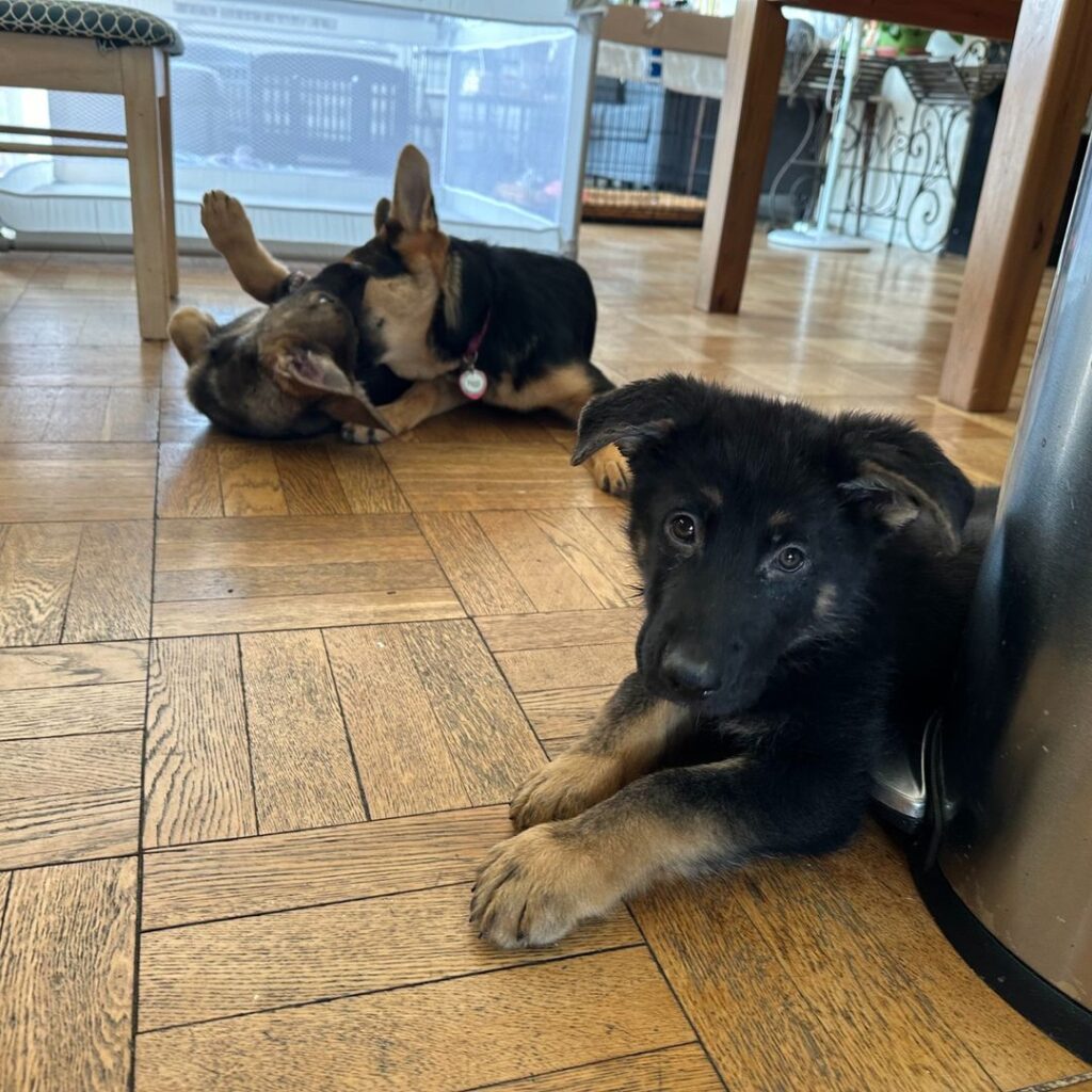 A German Shepherd puppy lies on a wooden floor, looking at the camera, while two other puppies play in the background inside a cozy home.