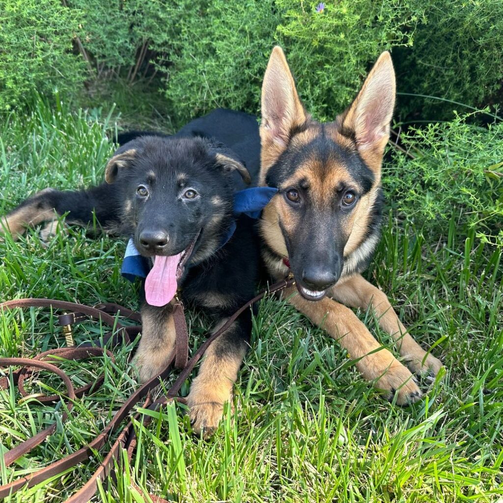Two German Shepherd puppies lay on green grass, one darker with a blue collar and the other tan and black with large ears. Both look at the camera with tongues out, surrounded by bushes.