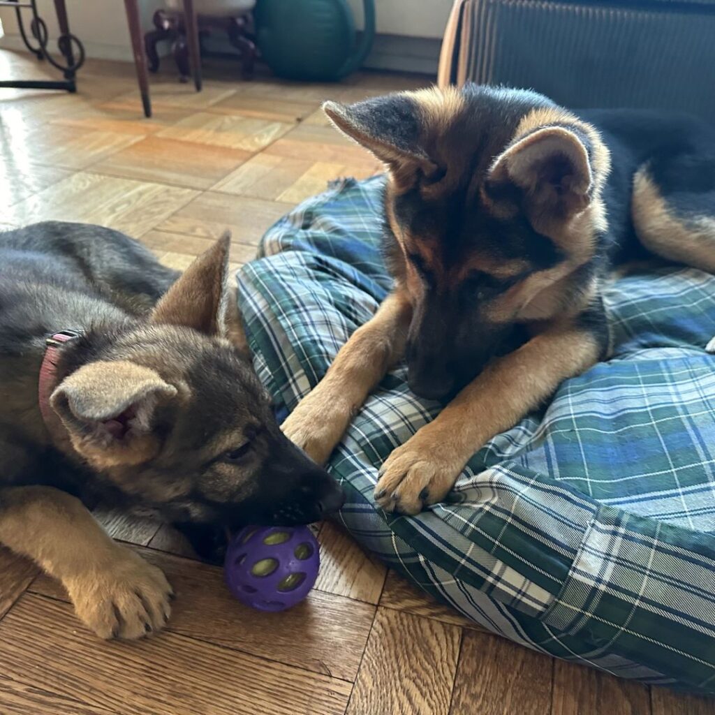 Two German Shepherd puppies rest on a plaid dog bed, one pawing at a purple ball while the other sniffs it. The floor is wooden, and some furniture is visible in the background.