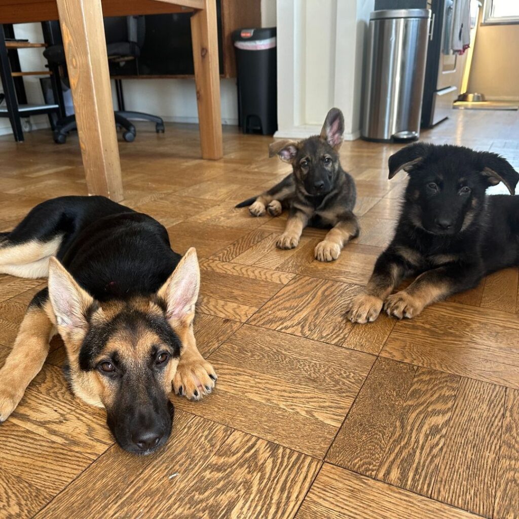 Three German Shepherd puppies are lying on a wooden floor inside a home, looking toward the camera. There is a desk, trash can, and some furniture in the background.