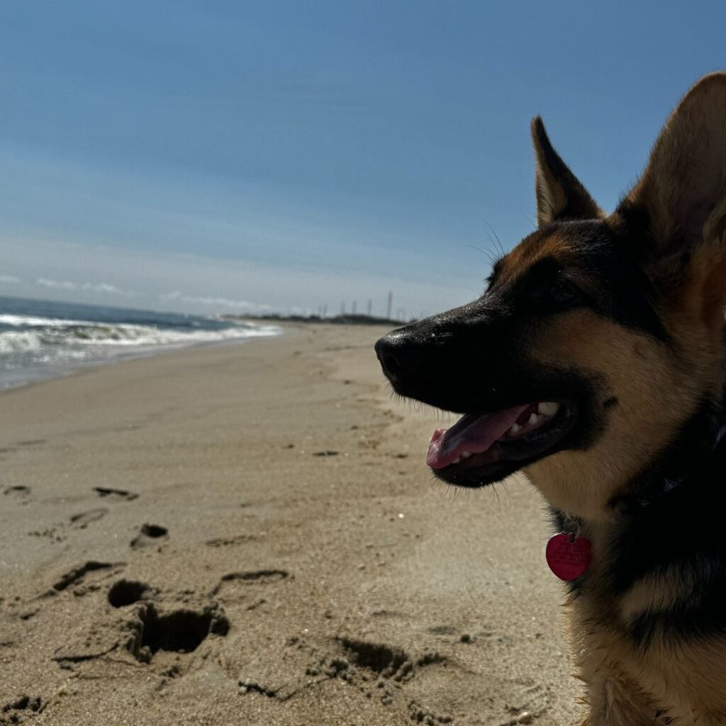 A German Shepherd with a pink tag smiles while standing on a sandy beach near the water, with blue sky overhead and ocean waves in the background.