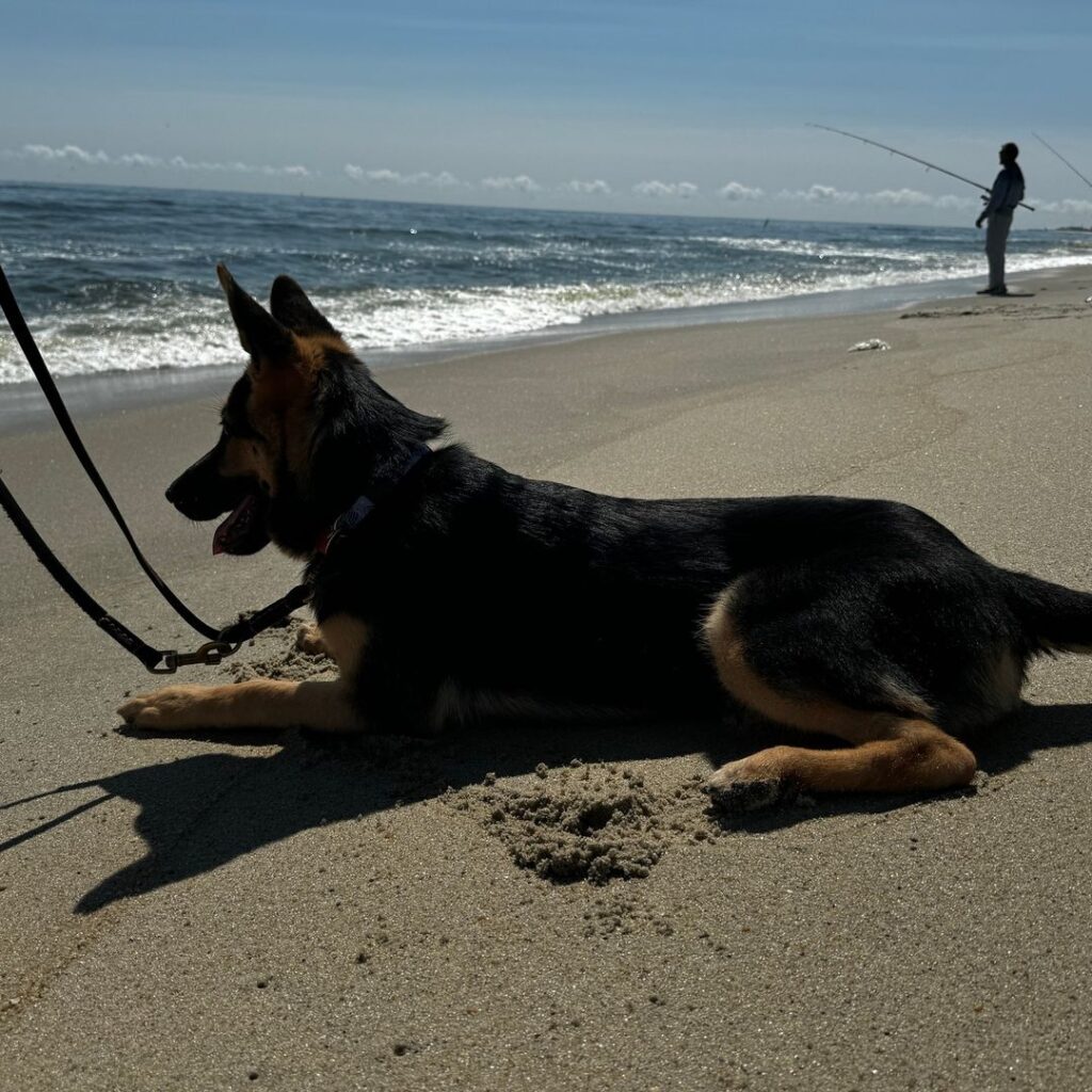 A German Shepherd lies on sandy beach near the ocean, attached to a leash. In the background, a person stands by the shoreline fishing.
