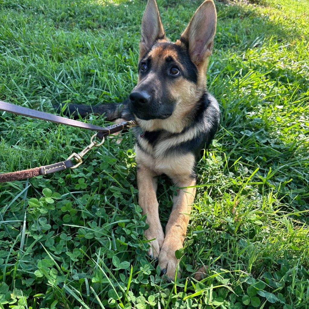 A young German Shepherd on a leash lies on green grass, looking up with alert ears in a sunlit outdoor area.